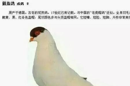 头带冠嘴带钩什么品种的鸽子