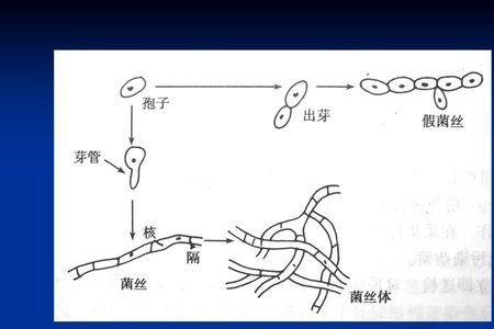 酵母样菌芽生孢子怎么来的