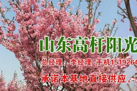 阳光樱花哪个品种最好