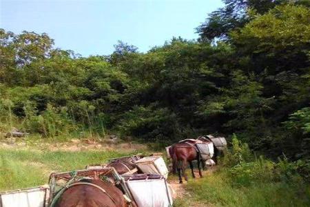 骡子能驮多重