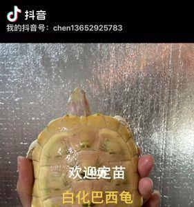 白化巴西龟可以和其他龟混养吗