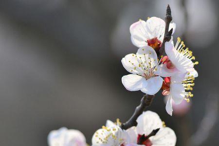 杏花是先开花还是先长叶子