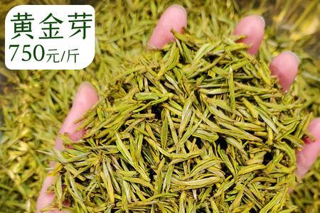 10月份送清明茶合适吗