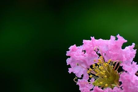 野生紫薇会开花吗