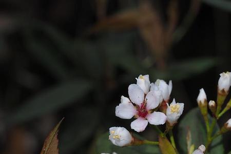 石斑花学名