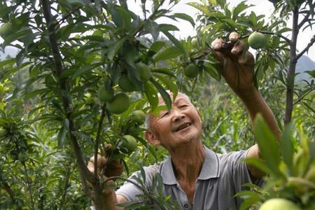 进巨一号青脆李种植技术