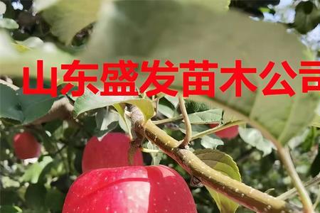 瑞阳红苹果的优缺点