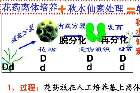 单倍体植株容易结果吗