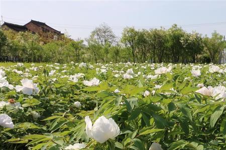 油牡丹的味道