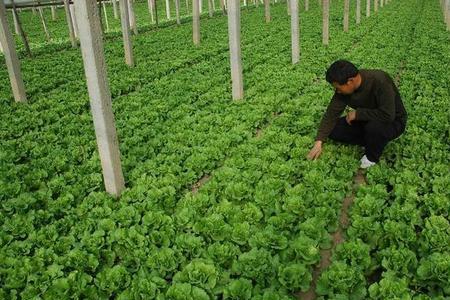 种植蔬菜起个什么名字