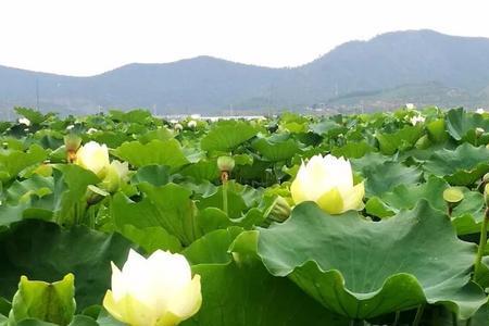 异龙湖荷花什么时候开