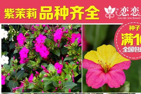 放车里香香的花叫什么