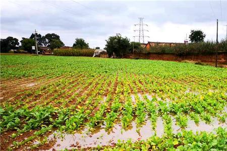 下完雨地里油菜苗能泡死么