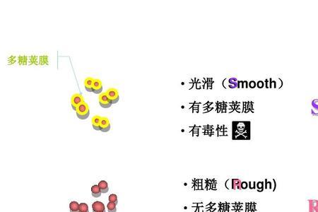 s型菌和r型菌的区别