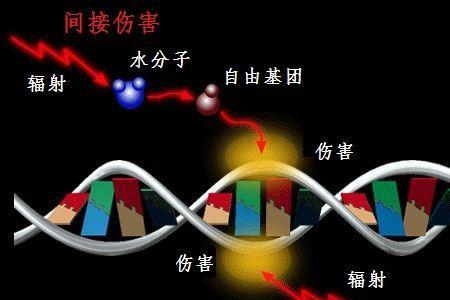 dna在体细胞中怎样存在