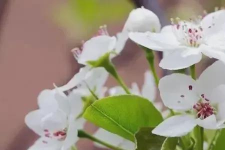 榅桲和梨花区别