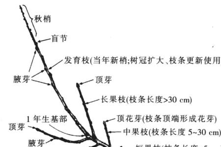 芽的结构图和六个部分的名称