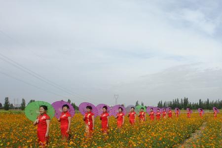 花豹彩豆种植时间