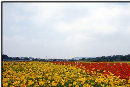 太原最大的室外花海