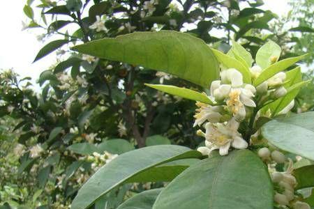 代代花总掉花怎么回事