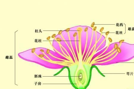 花的主要组成部分是什么