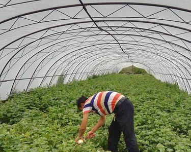 香瓜种多长时间才能收获