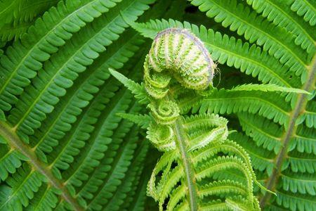 蕨类植物有果实吗