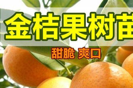 盆栽脆蜜金柑几年后挂果好