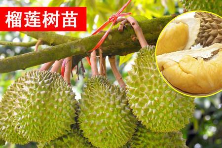 金枕头榴莲种植气候条件