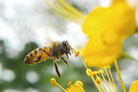 蜜蜂在花丛中采蜜改成拟人句