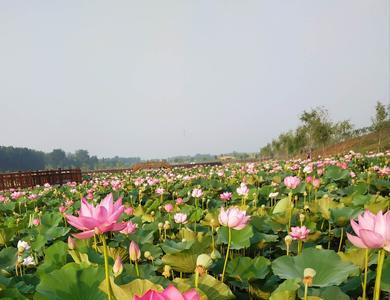 十里荷塘水上乐园门票