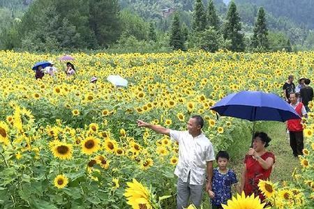 金花小镇好玩吗