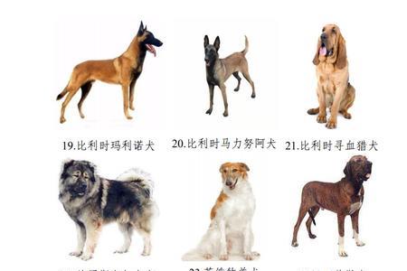 开封市禁养犬种