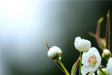 春雨微寒良人心诗句