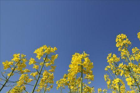 油菜籽要泡几天