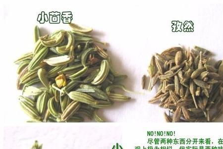 小茴香籽什么颜色的好