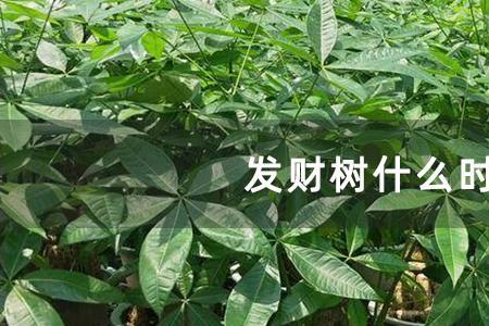 发财树种植成本及利润