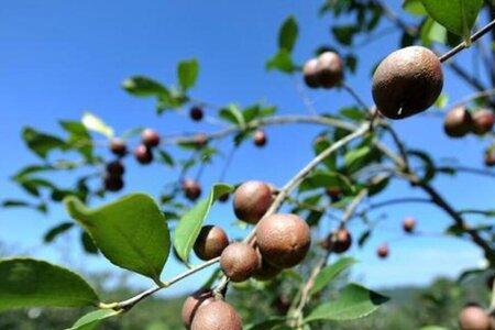 种山茶油有经济效益吗