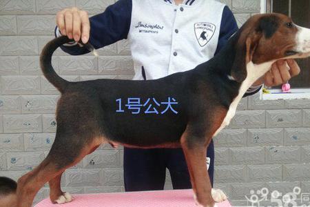 巴尔干猎犬胸花正常不