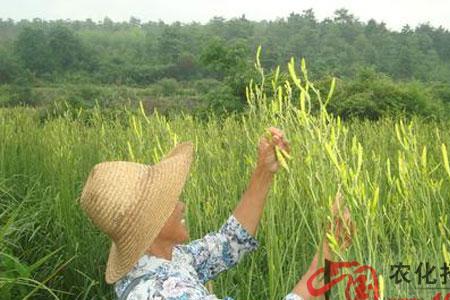 黄花菜上有蚂蚁是什么原因