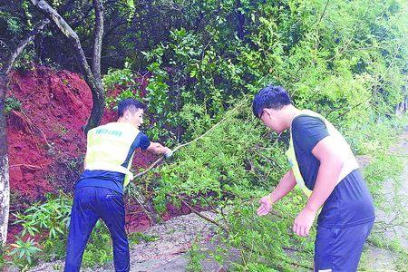 死树有倒伏伤人危险怎办