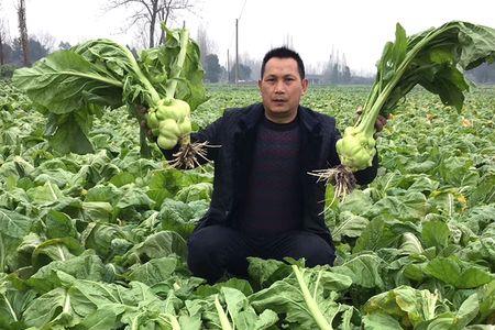 芥菜疙瘩种植多深最好