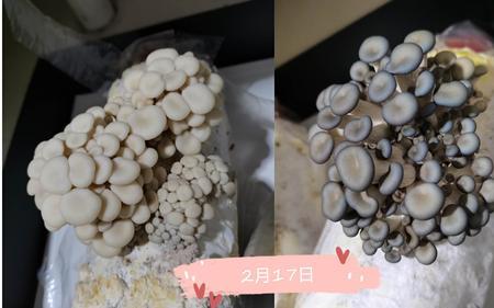 小白菇和口蘑是一样的吗