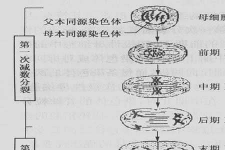 分裂和分列区别