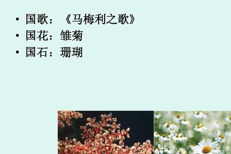 雏菊花这首歌表达了什么意思