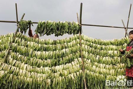 什么地方冬菜最好