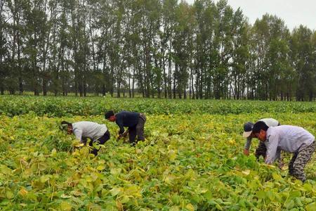 赤小豆种植什么时候掐顶