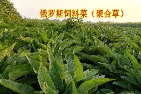 俄罗斯饲料菜是什么味