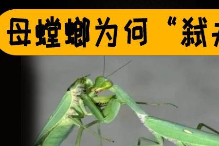 公螳螂会飞一小段吗