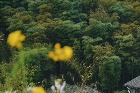 红棉花和莫干山哪个好